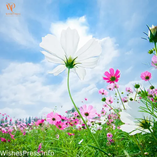 Funny Mother’s Day Messages to Make Her Smile 
