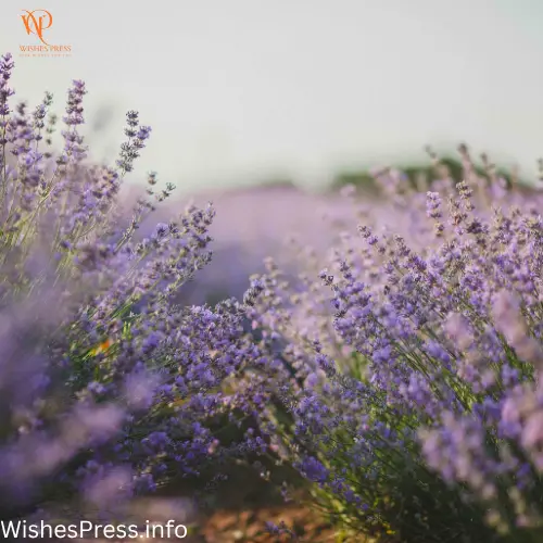 Mothers Day Wishes From Husband Messages for Every Special Mom
